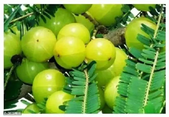 Ukanda Amla Plant Grafted Thai Amla Sweet plant-thumb2