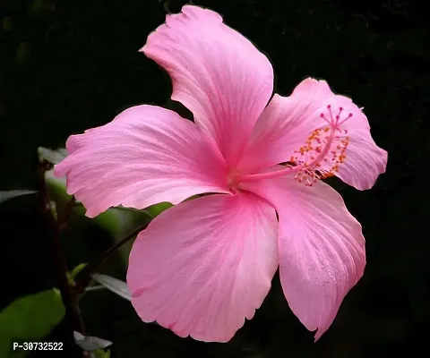 Ukanda Hibiscus Plant Hibiscus Flower Plant (AA0001)-thumb0