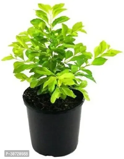 Ukanda Duranta Plant golden_duranta-thumb0