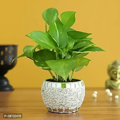 Ukanda Money Plant Money Plant BG-38-thumb0