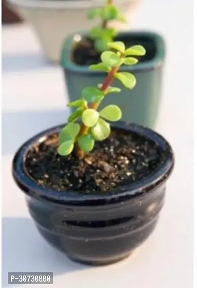 Ukanda Jade Plant GRP-RK-673-thumb0