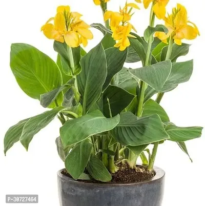 Ukanda Canna Lily Plant Imported Excellent Quality Yellow Colour Canna Lily, Canna indica Flower Bulbs for Home Outdoor Gardening Plants.-thumb0