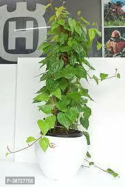 Ukanda Money Plant MONEY PLANT OUY-thumb0