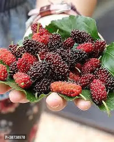 Ukanda Berry Plant MULBERRY PLANT KO-thumb0