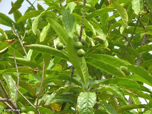 Ukanda Heart Leaf Oxycardium Plant PLANT-RUDRAKSHAM-thumb3