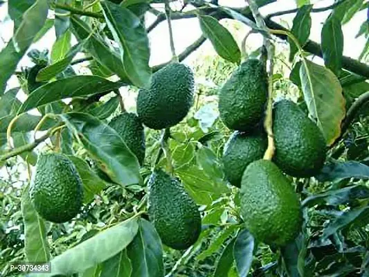 Ukanda Avocado Plant AVOCADO LIVE PLANT-thumb0