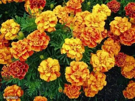 Ukanda Marigold Plant Marigold Plant11-thumb0