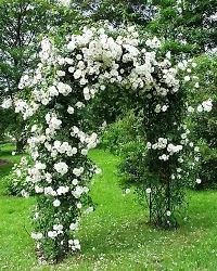 Ukanda Rose Plant Creeper White Rose plant CZV81-thumb1