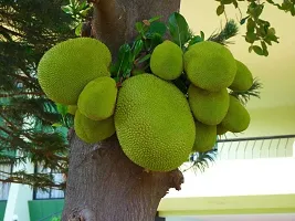 Ukanda Jack Fruit Plant JACK FRUIT LIVE PLANT-thumb2