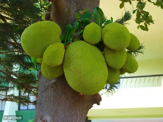 Ukanda Jack Fruit Plant JACK FRUIT LIVE PLANT-thumb3