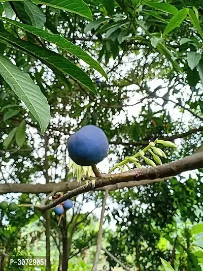 Ukanda Rudraksha Plant Rudraksha plant-thumb0