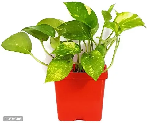 Ukanda Money Plant Natural PLANT Air Purifying Cute Green Money Plant Beautiful Indoor Plant-thumb0