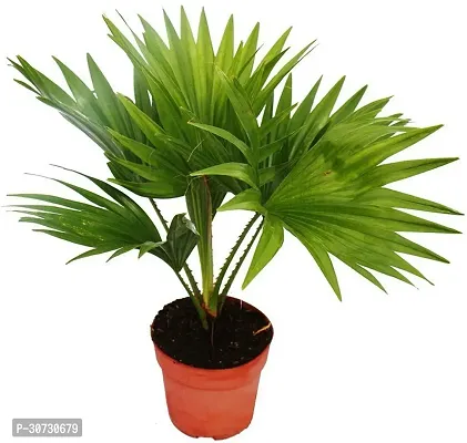 Ukanda Areca Plam areca a2051-thumb0