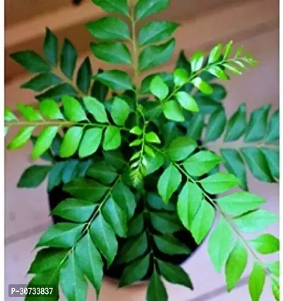 Ukanda Curry Leaf Plant Kadi Patta , Curry Leaf , Murraya Koenigii , Sweet Neem Herb Live Plant-thumb0