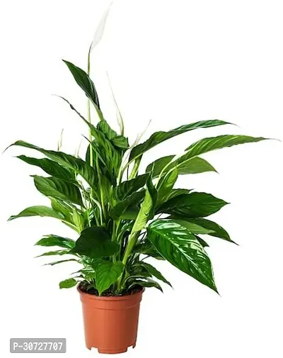 Ukanda Peace Lily Plant PEACE LILY FLOWER PLANT-P59-thumb0