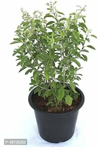 Ukanda Tulsi Plant GFGH17-thumb0