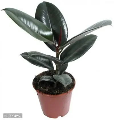 Ukanda Rubber Tree PLT-376-thumb0