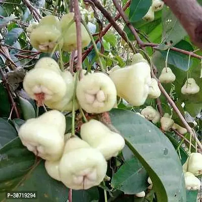 Ukanda Wax Apple Plant Jamrul-d-thumb0