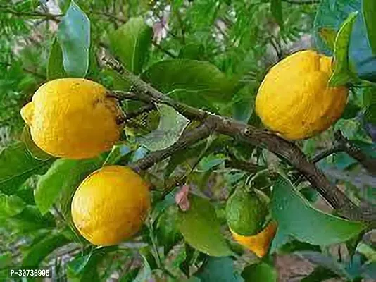 Ukanda Lemon Plant Greek Citron Lemon Plant-thumb0