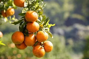 Ukanda Orange Plant Hybrid orange plant99-thumb2