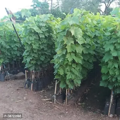 Ukanda Grape Plant Lacos grapes plant-7-thumb2