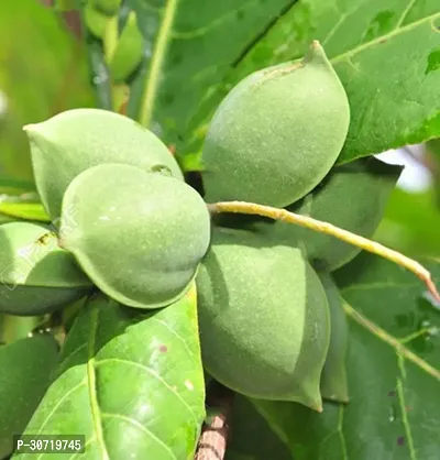 Ukanda Almond Plant Almond (Badam) Live Plant-thumb0