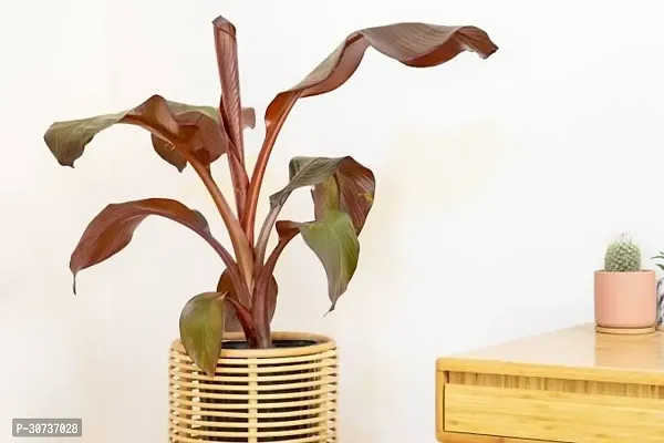 Ukanda Banana Plant Red banana live plant-thumb2