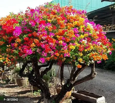 Ukanda Bougainvillea Plant as Bougainvillea 2-thumb0