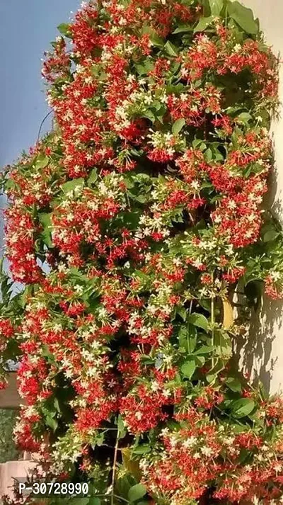 Ukanda MadhumaltiRangoon Creeper HomeDecore Madhumalti Plant With Pot 004