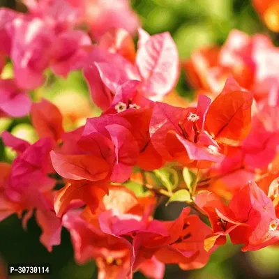 Ukanda Baugainvillea Plant Baugainvillea Plant Disha-000403129999333611-thumb0