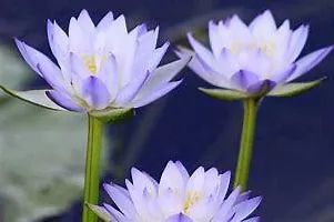 Ukanda Lily Plant Blue Water lily plant ThaiBig Thai live plant-thumb2