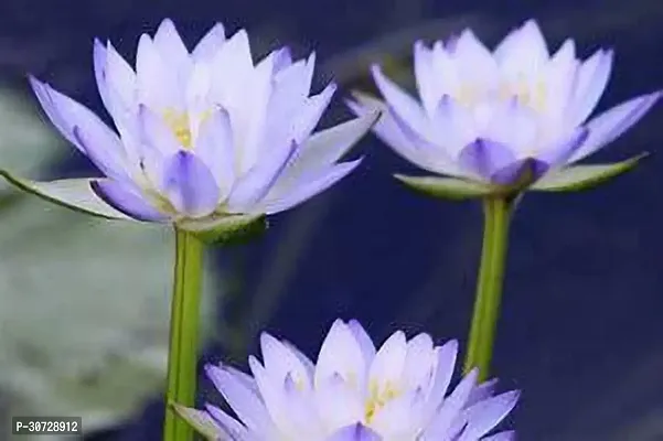 Ukanda Lily Plant Blue Water lily plant ThaiBig Thai live plant-thumb3