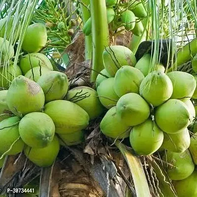 Ukanda Coconut Plant Coconut Fruit Plants-thumb2