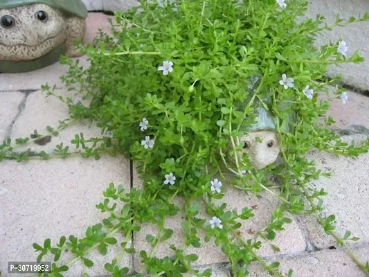 Ukanda Bacopa Monnieri Herb MonnieriBacopa Plant 005-thumb0