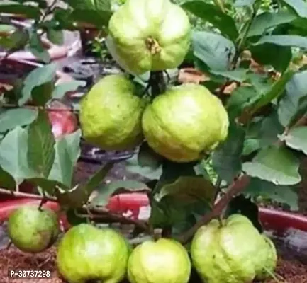 Ukanda Guava Plant B231-thumb0