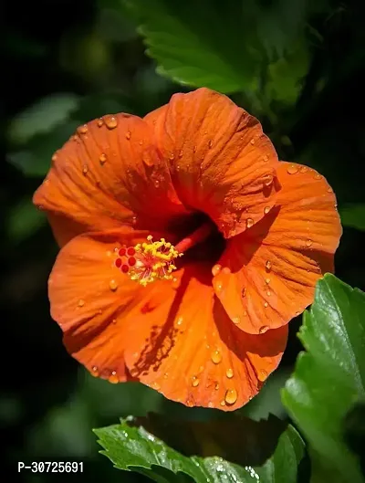 Ukanda Hibiscus Plant Orange single Tropical Hibiscus Plant-thumb0