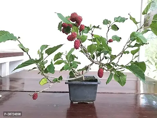 Ukanda ShahtootMulberry Plant Mulberry Bonsai shahtoot with Decorative Tray-thumb0