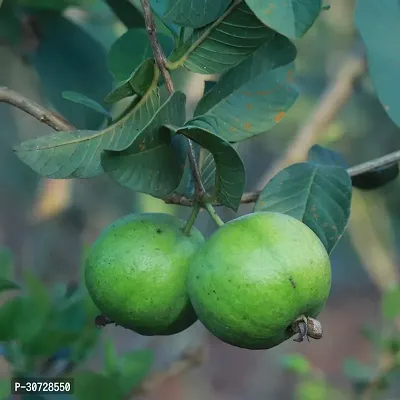 Ukanda Guava Plant TIGGauva29-thumb0