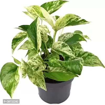 Ukanda Money Plant Ultima Gardening, Golden Money Plant, Ornamental Indoor Plant-thumb0