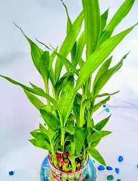 Ukanda Two Layer Bamboo Plant RTPLANT-1605-thumb2