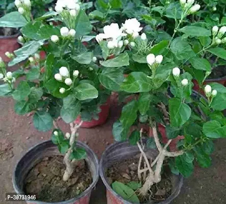 Ukanda Jasmine Plant Live hybrid Jasmine plantJas_Min-5-thumb2