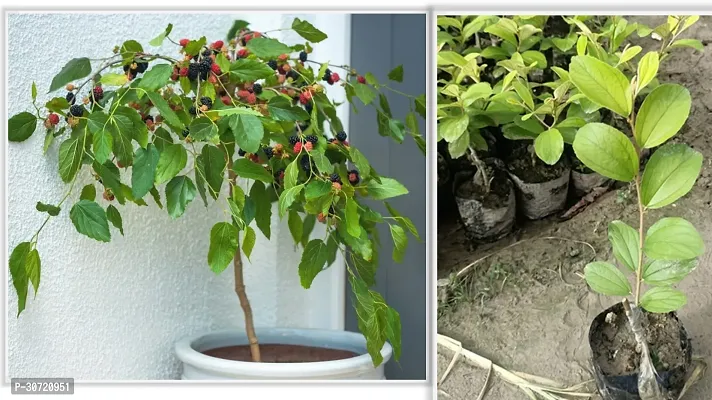 Ukanda ShahtootMulberry Plant Mulberry Ber appel plants pack of 2-thumb0