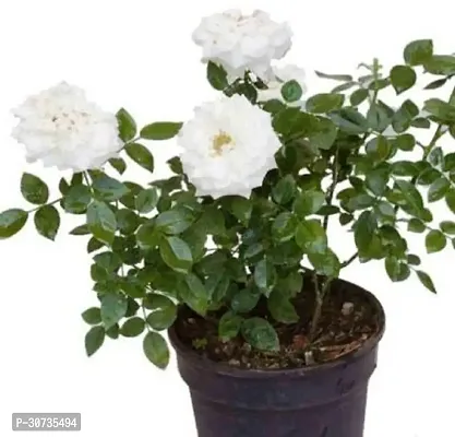 Ukanda Rose Plant White rose plant-thumb0