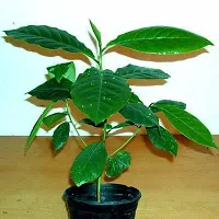 Ukanda Almond Plant raALMOND38-thumb1