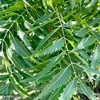 Ukanda Neem Plant Neem Aarya Veppu Live Plant-thumb0