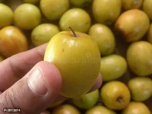 Ukanda Ber Apple Plant BER APPEL-thumb0