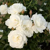 Ukanda Rose Plant PB honey t Rose Plant (White Rose)-thumb2