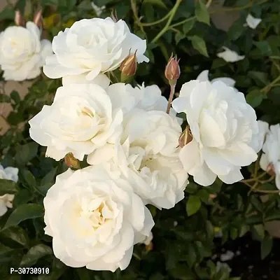 Ukanda Rose Plant PB honey t Rose Plant (White Rose)-thumb3