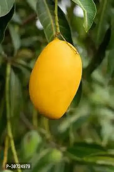 Ukanda Mango Plant Mallika Mango Plant-thumb0