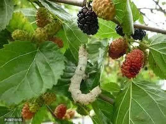 Ukanda Berry Plant MULBERRY PLANT YY-thumb0